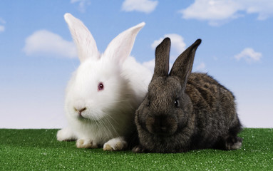 Easter. The rabbit with a sky background