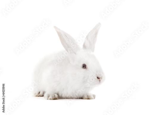 Foto-Stoffbanner - The rabbit with a white background (von Ariusz)