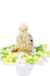 canvas print picture - Cute little two week old chicken among candy eggs
