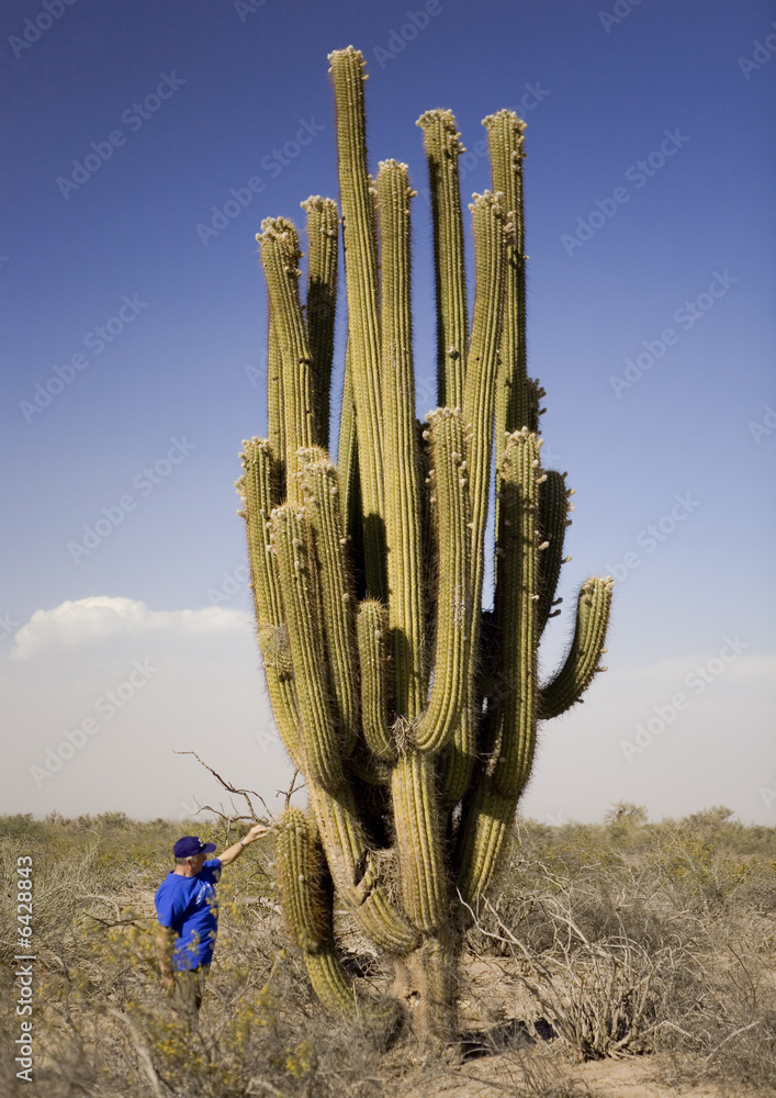 Cactus cierge gant Stock Photo | Adobe Stock