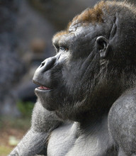 Profile Portrait Of A Gorilla, Taken At Loro Parque, Tenerife
