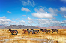 Herd Of Horses In Mongolian Desert