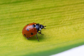 Poster - bringing us spring - ladybug