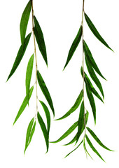 Wall Mural - bright leaves