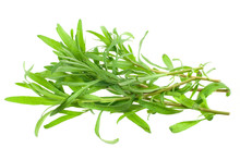 Fresh Tarragon Herb