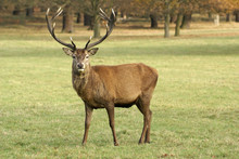 Male Stag Deer Stares At The Camera