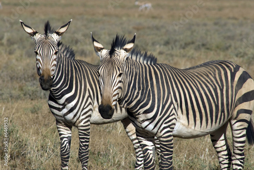 Plakat na papierze fotorealistycznym Hartmann bergzebra, equus zebra hartmannae