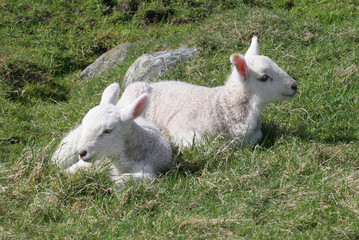 Two newly born lambs in a lush meadow