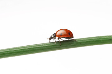 Poster - ladybug walking on a leaf