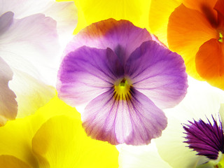 Wall Mural - close-up of colourful viola tricolor as a background