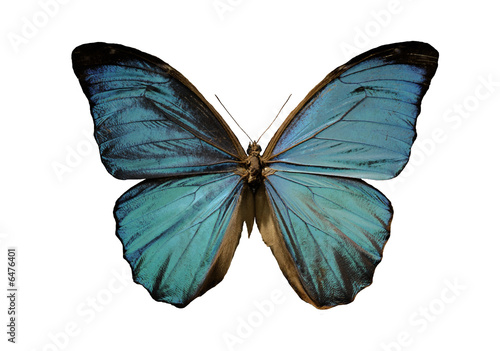 Fotomural blue morpho butterfly on a white background
