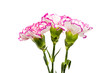 Leinwanddruck Bild - Carnations isolated on a white background.