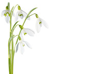 Spring Snowdrop Flowers Corner Set Isolated On White