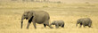 African Elephant Masai mara Kenya