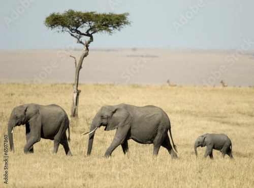 Naklejka samoprzylepna Słoń afrykański masai mara kenia