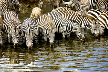 Poster - Herd of zebra at Masai mara Kenya