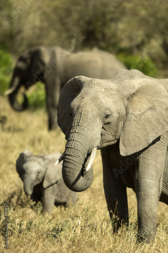 Naklejka samoprzylepna Słoń afrykański masai mara kenia