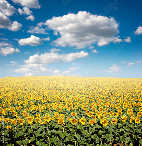 Foto-Vorhang - Sunflower Field (von Antonio Jorge Nunes)