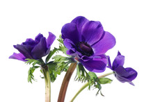 Purple Anemone Flower Isolated On White Background