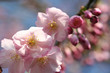 Leinwanddruck Bild Kirschblüte