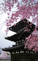 Plakat wiśnia zen azjatycki japonia święty