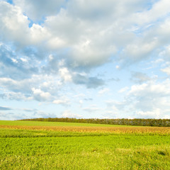  Green spring field