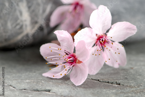 Naklejka dekoracyjna printemps zen