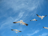 Fototapeta Na sufit - Seagulls