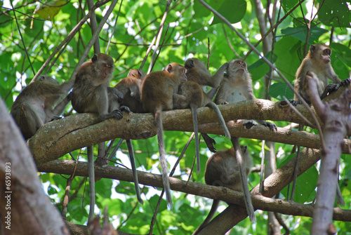 Monkey A Canvas Print