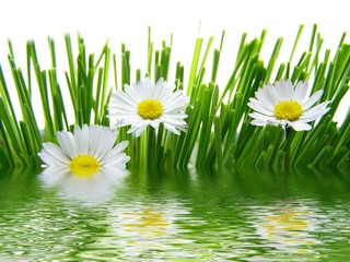 Sticker - daisies reflected in water