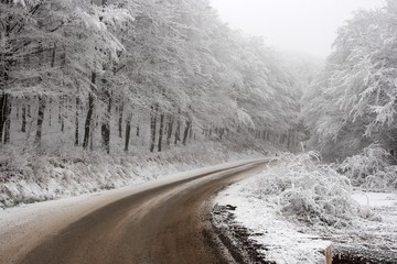 Wall Mural - winter