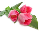 Fototapeta Tulipany - Spring tulips