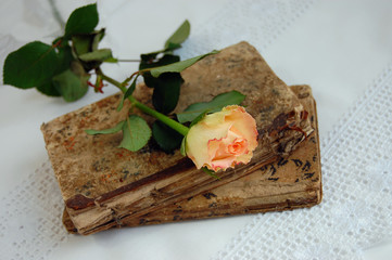 Delicate Rose on Old Books