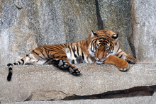 Sleeping Tiger 
