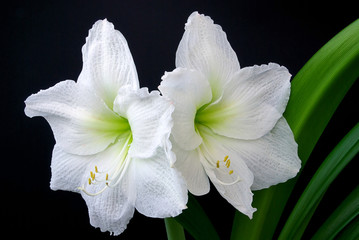 Canvas Print - Amaryllis 04