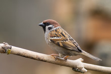Tree Sparrow (aka Passer Montanus)