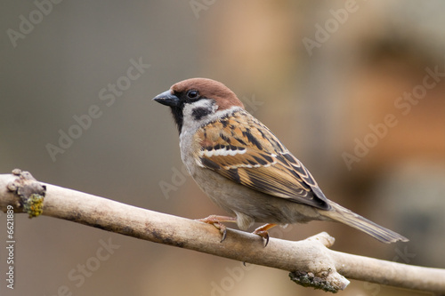 Fotomural tree sparrow (aka passer montanus)