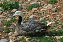 Endangered Animal - Emperor Goose
