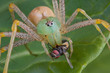 Lynx spider with fly 2