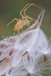 Lynx spider on milkweed