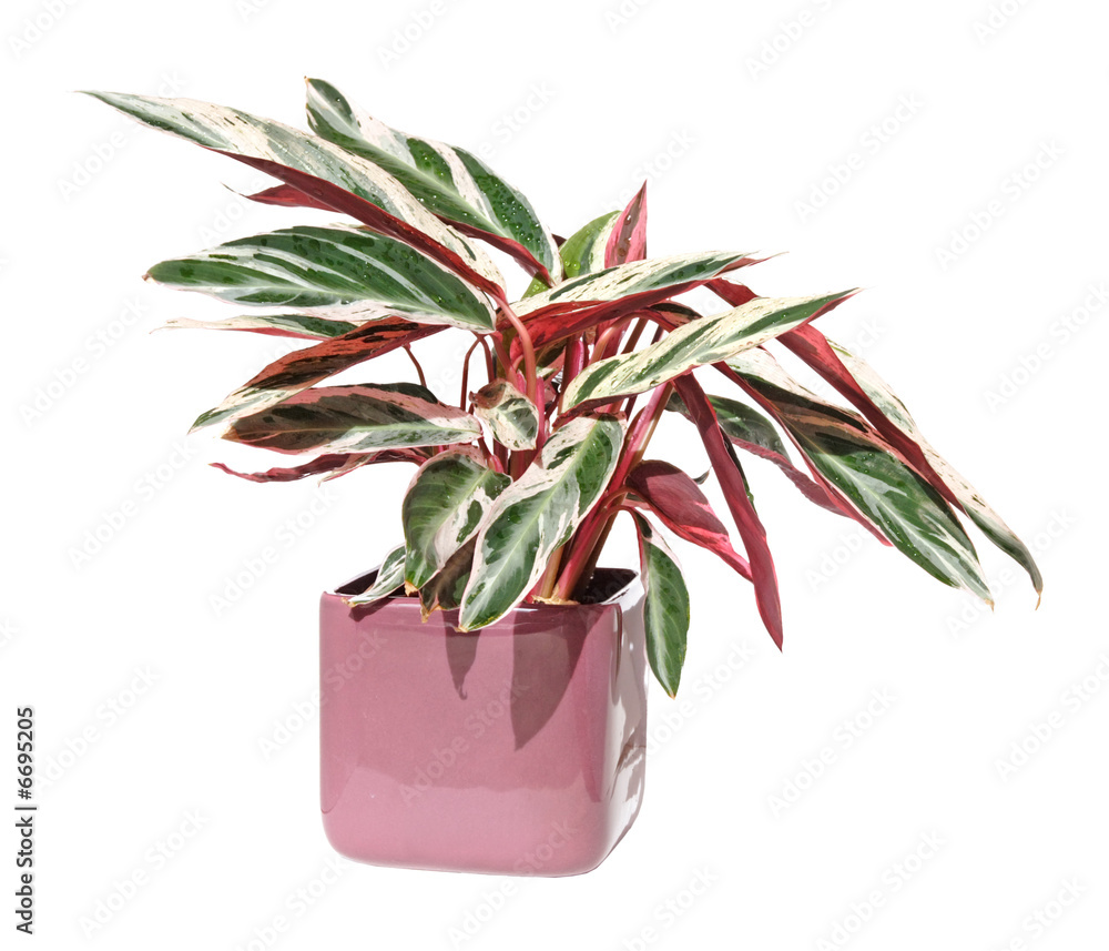 calathea roseopicta flamestar Calathea Flamestar