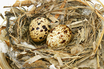 Quail eggs in nest