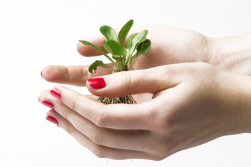 Poster - plant in hands