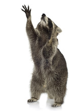 Raccoon (9 Months) -  Procyon Lotor