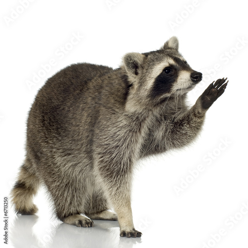 Cuadros en Lienzo raccoon (9 months) - Procyon lotor