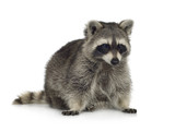 Fototapeta Zwierzęta - raccoon (9 months) -  Procyon lotor