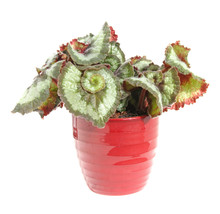 Spiral-leaf Begonia In A Red Pot, Isolated