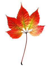 Wall Mural - Autumn leafs on a white background