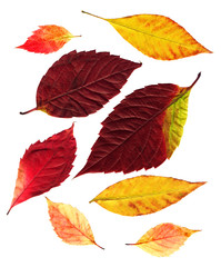 Wall Mural - Autumn leafs on a white background