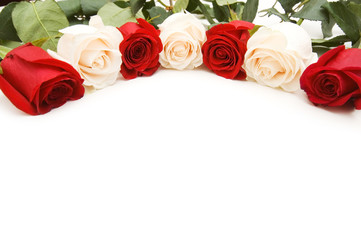 White and red roses isolated on the white